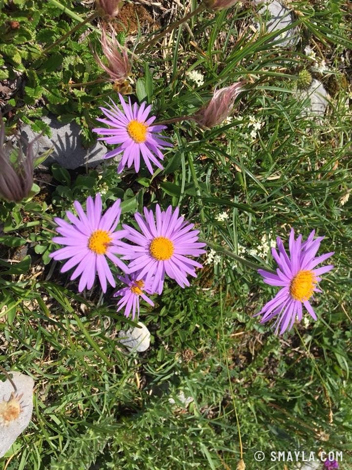 Asters des Alpes
