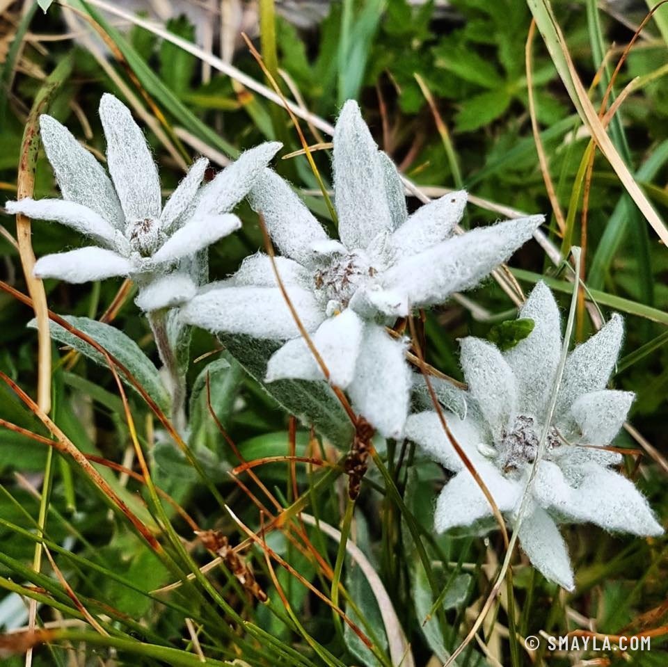 Edelweiss