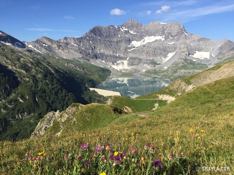 Prairie fleurie au-dessus de Salanfe