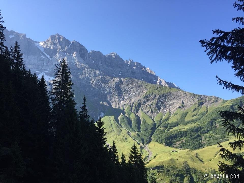 Les Dents du Midi au-dessus de la forêt