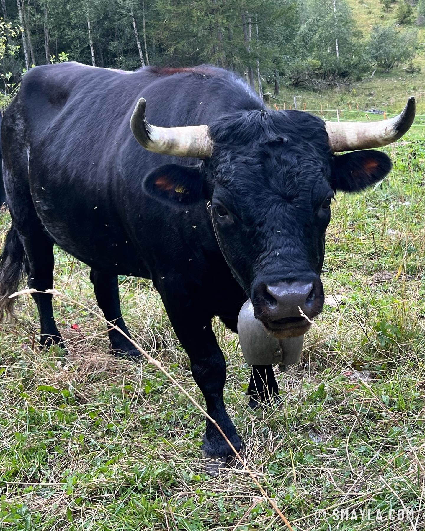 Vache d'Hérens