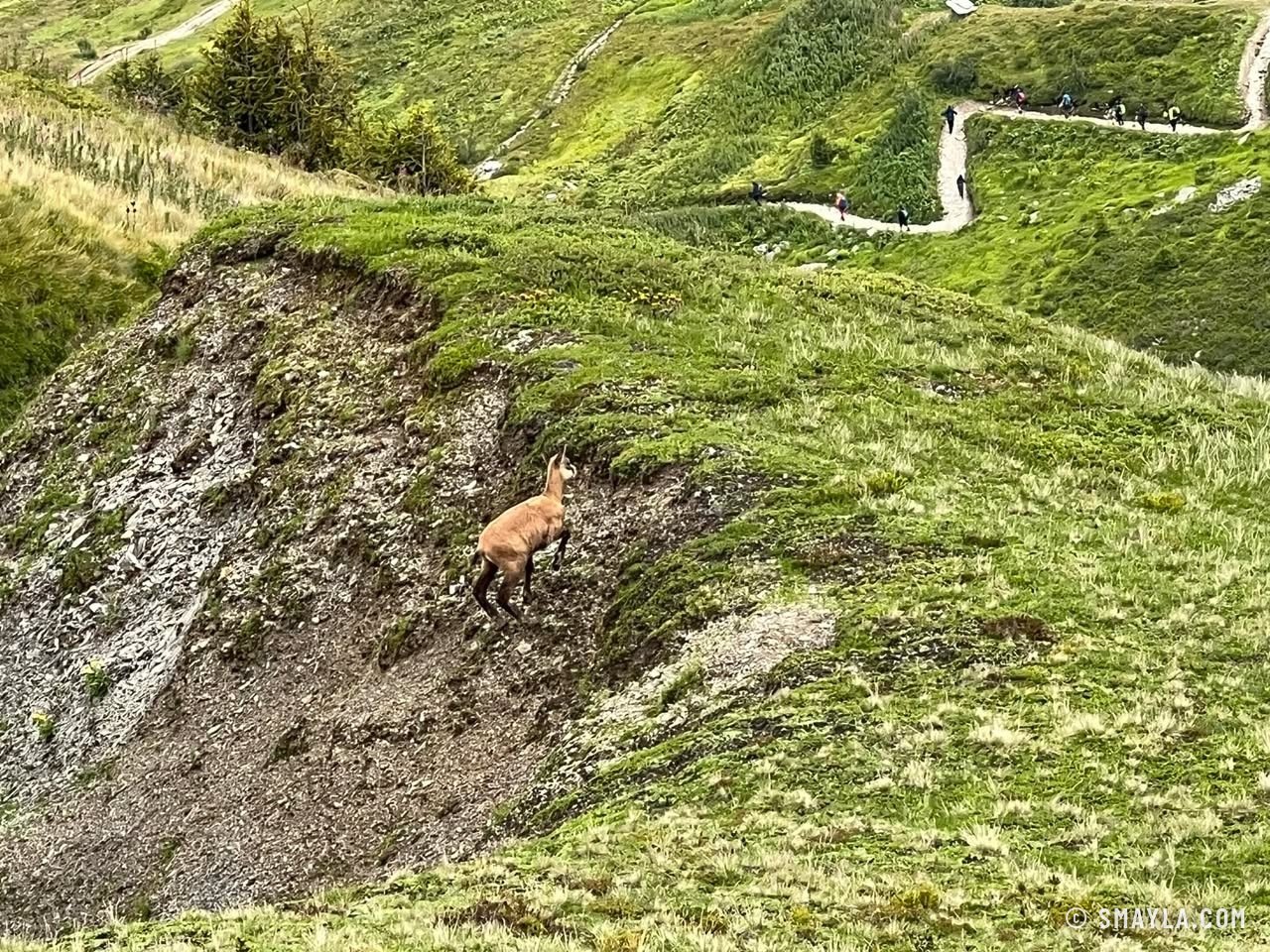Chamois dans la pente