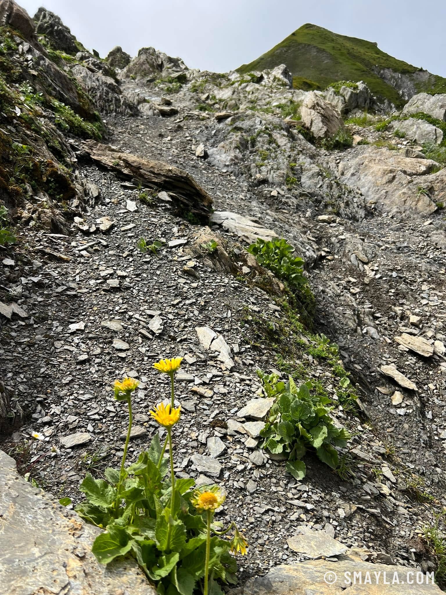Arnica entre les cailloux