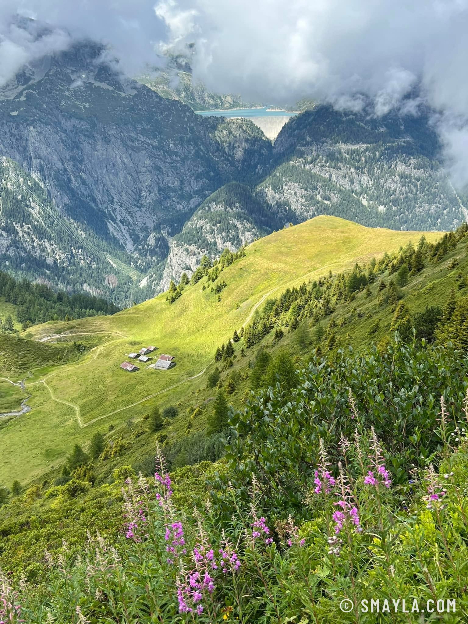 Épilobes sur l'alpage