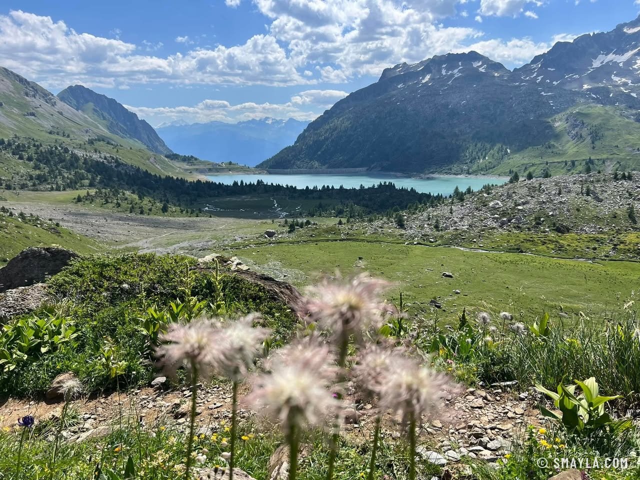 Faded pasqueflowers above the lake