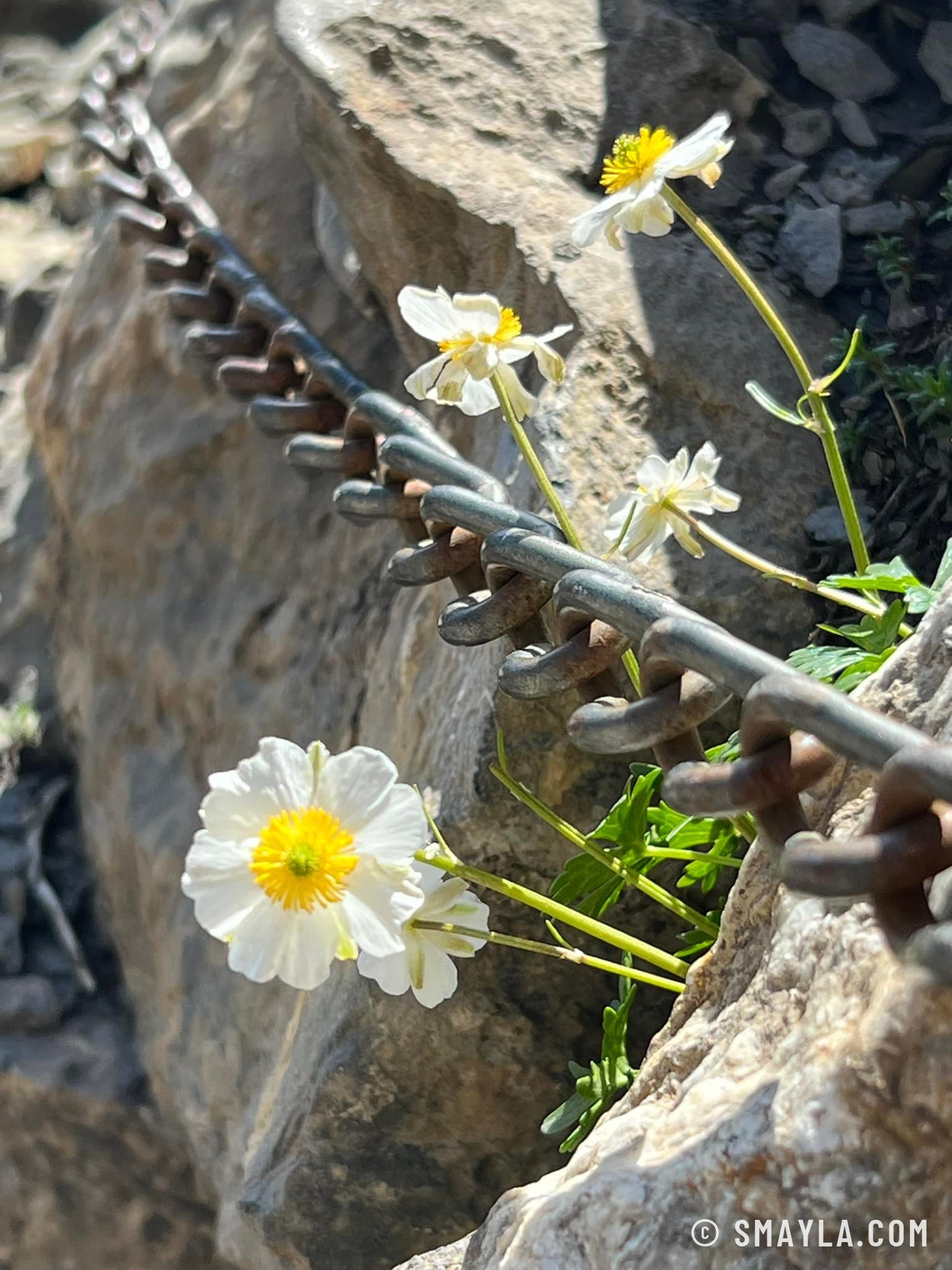 Flowers along the chain