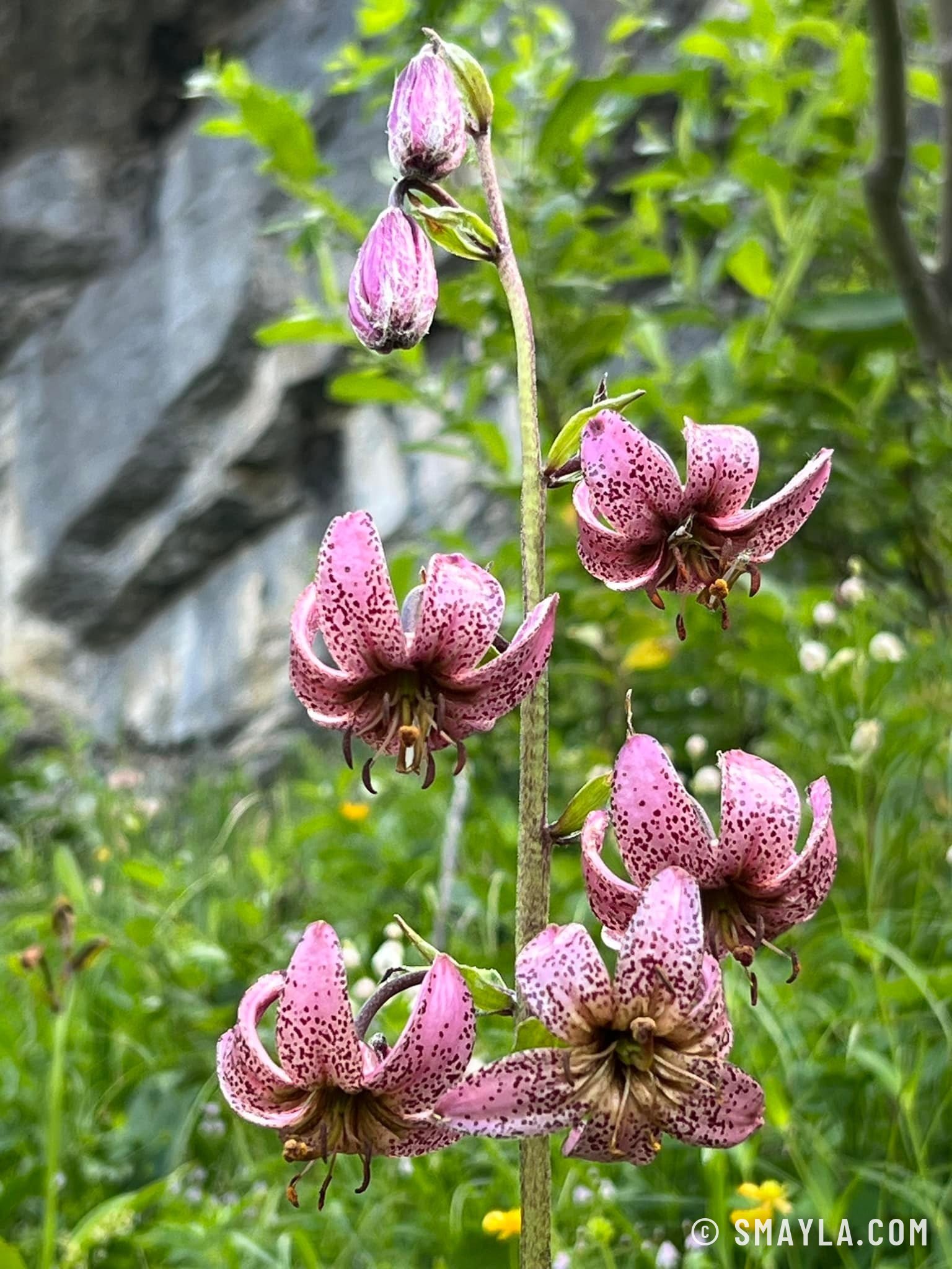Martagon lily