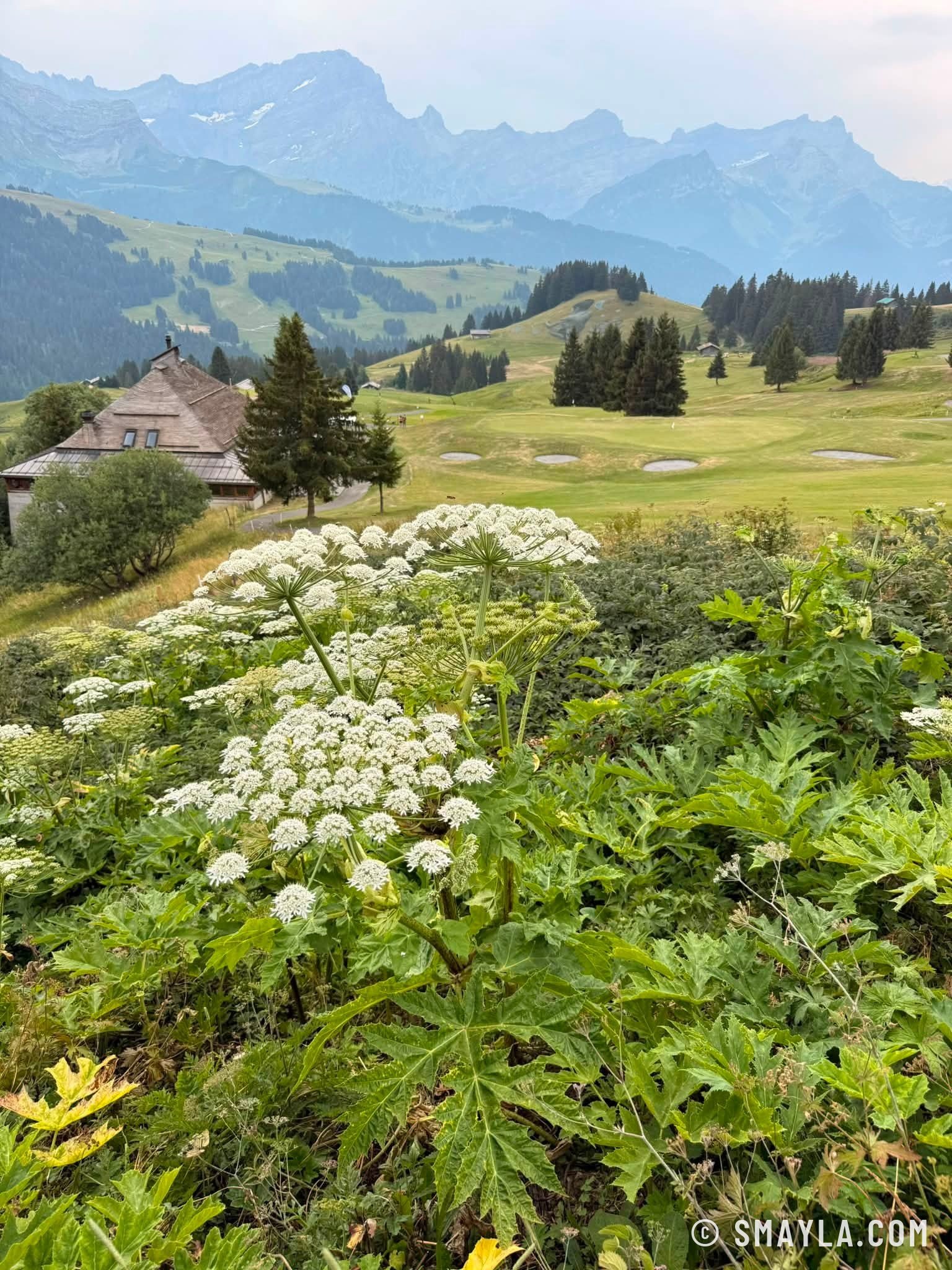 Chalet et fleurs d'été