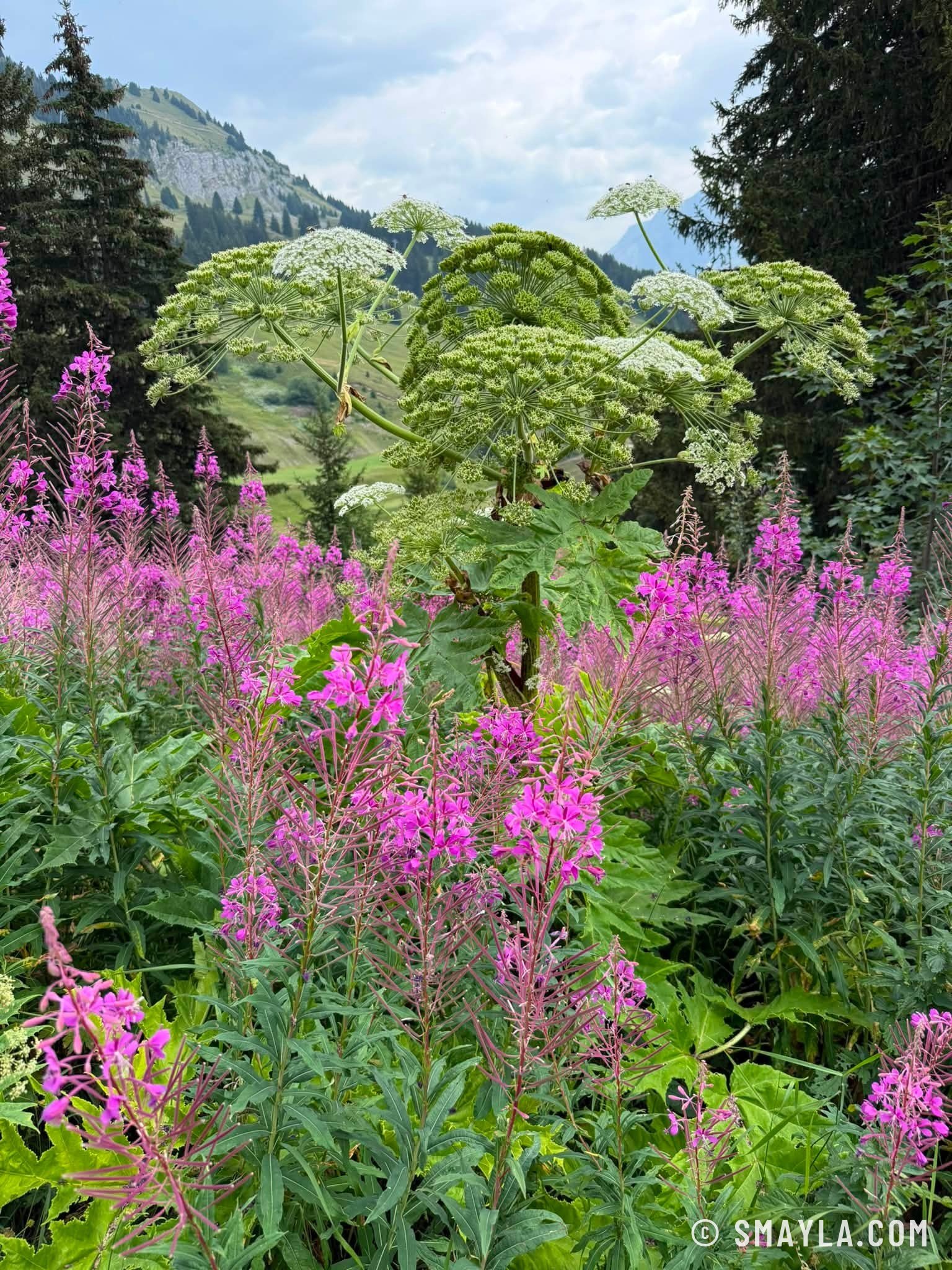 Épilobes en fleurs