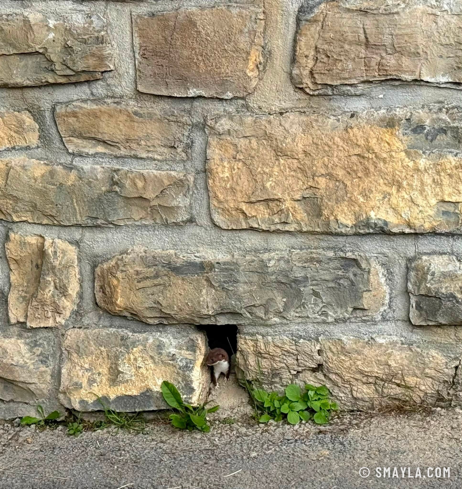 Bébé hermine dans un mur