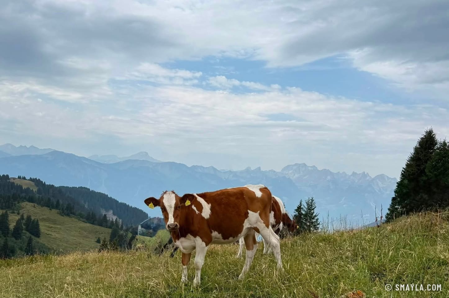 Vache sur la crête